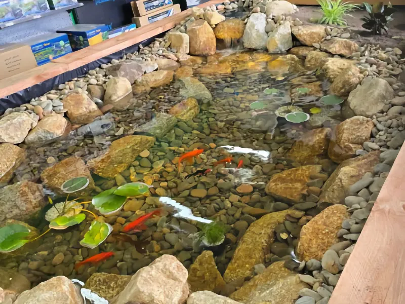 Fish Pond